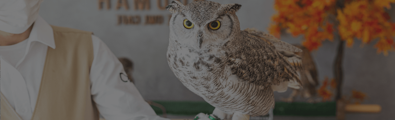 Owl Cafe in Andalus By Al Seef Resort and Spa